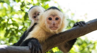 Tips Costa Rica - ¡Consentí a mamita querida con Tips! En